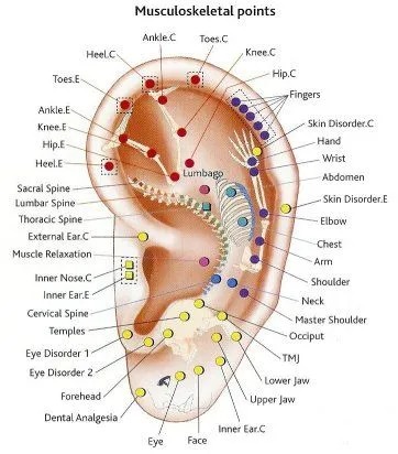 Ear auricular therapy points diagram